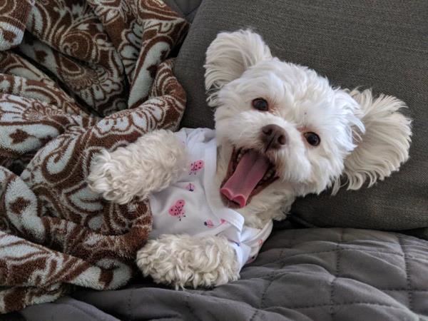 /Images/uploads/Paws 4 A Cause/paws4acause/entries/33794thumb.jpg